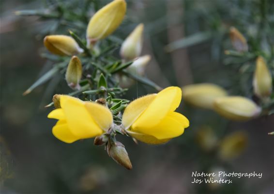 Gaspeldoorn kleurt het Vlasmeer al geel - Hechtel-Eksel