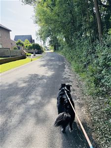 Geef ook dieren extra zorg tijdens de hitte