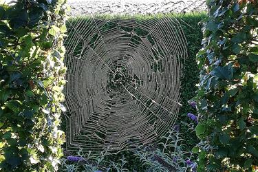 Geen bouwverlof voor spinnen - Beringen
