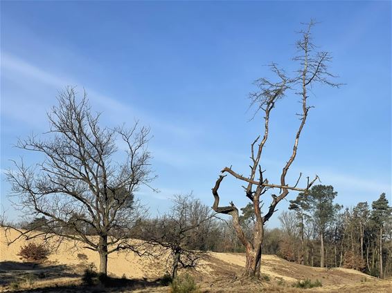 Geen fietspad naar Bosland - Leopoldsburg