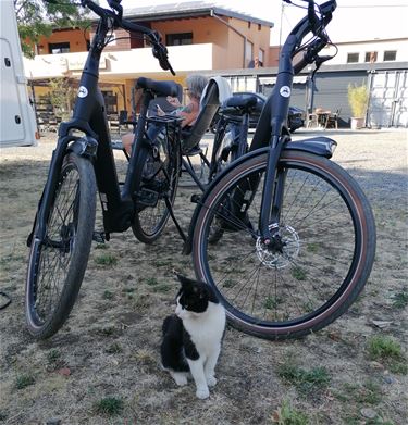 Geen waakhond, wel een waakpoes - Pelt