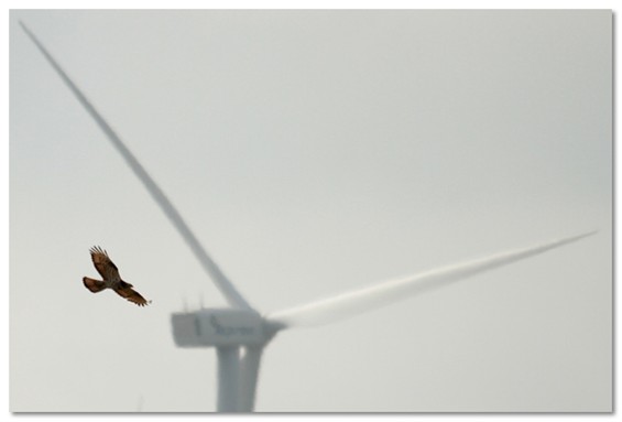 'Geen windturbines indien gevaar trekvogels' - Lommel
