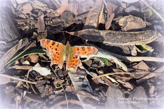 Gehakkelde aurelia duikt vroeg op in Wijchmaal - Peer