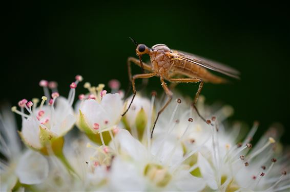 Geland in de juiste tuin - Hamont-Achel