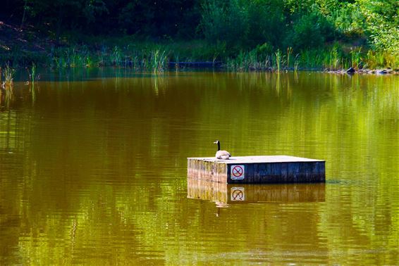 Genieten van het water - Beringen