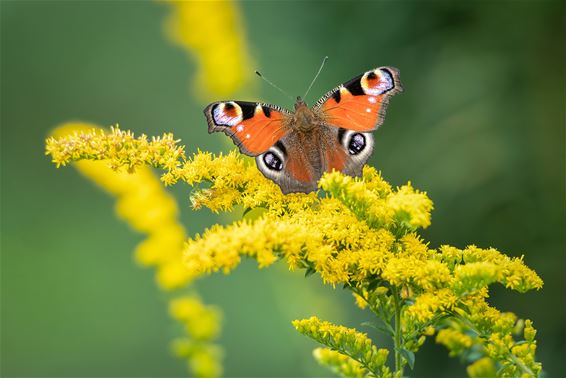 Genieten van 't zonnetje - Hamont-Achel