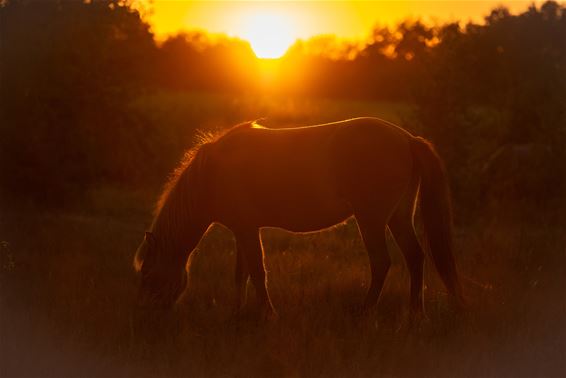 Genietend van wat gras en de zon - Hamont-Achel