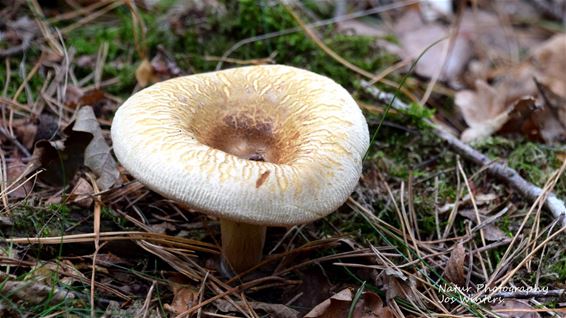 Gevaarlijke krulzoom gespot in Hechtel - Hechtel-Eksel