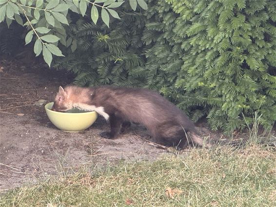 Pelt - Gewonde steenmarter krijgt tweede kans