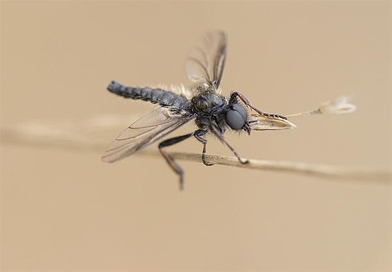 Gezien in het Hageven: een rouwvlieg - Neerpelt