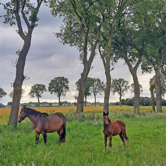 Gezien op De Riet - Pelt