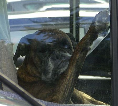 Gisteren gezien... - Overpelt