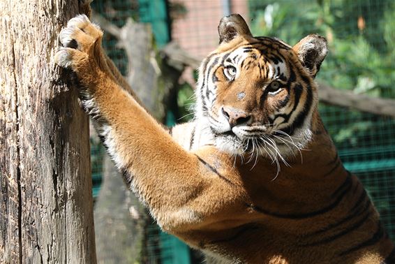 Goed en slecht nieuws over tijgers - Oudsbergen