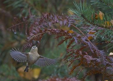 Goudhaantje - Beringen & Leopoldsburg
