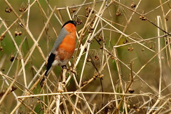 Goudvink laat zich bewonderen aan Achelse Kluis - Hamont-Achel
