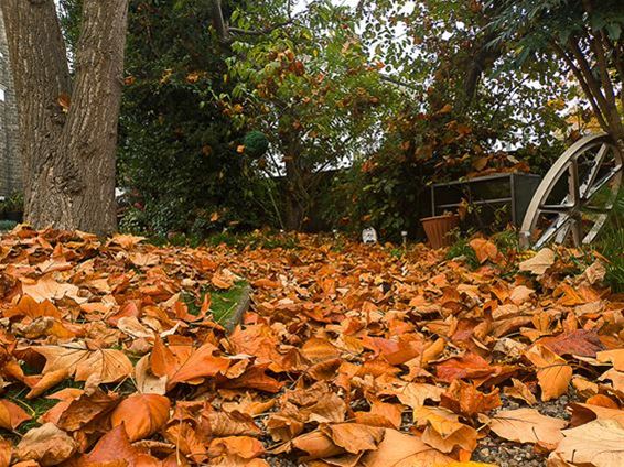 Gratis bladafval binnenbrengen op het recylagepark