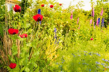 Gratis veldbloemenzaad voor kleurrijke tuin - Hamont-Achel