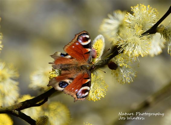 Grauwe wilg met dagpauwoog in de Dommelvallei - Peer