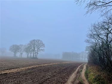 Grijze start van de zondag - Beringen & Leopoldsburg