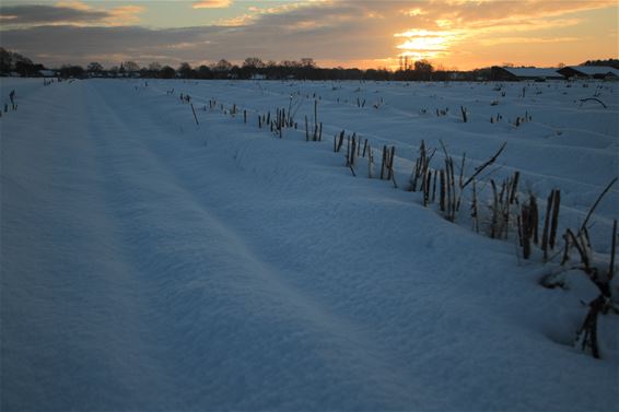 Grote-Brogel in de sneeuw - Peer