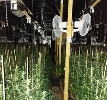 Grote cannabisplantage ontdekt in Beverlo - Beringen