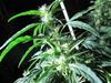 Grote cannabisplantage opgedoekt - Lommel