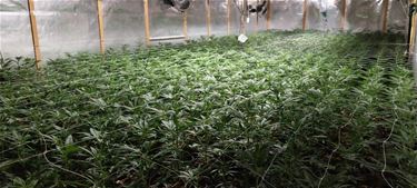 Grote cannabisplantage opgerold - Bocholt