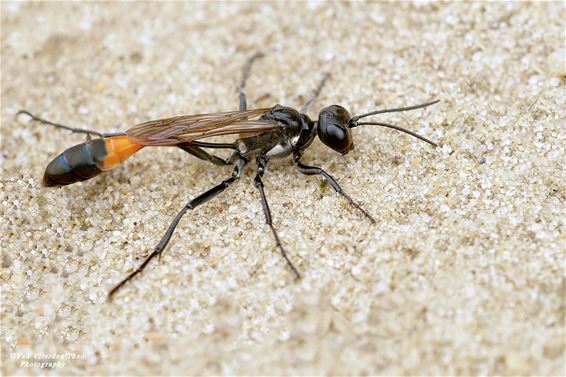 Grote rupsendoder op de Leenderheide - Hamont-Achel