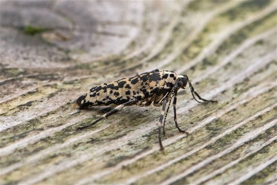 Grote Wintervlinder - Pelt