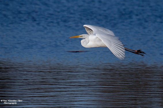 Grote Zilverreiger zweeft sierlijk over het kanaal - Hamont-Achel