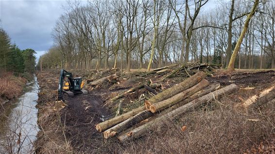 Hakhoutbeheer langs kanaal roept vragen op - Pelt