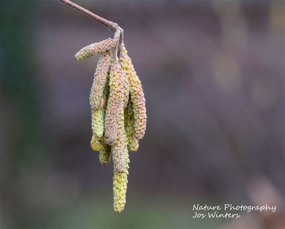 Hazelaarkatjes fleuren winterlandschap op - Peer