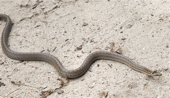Gladde slang in de Sahara - Lommel