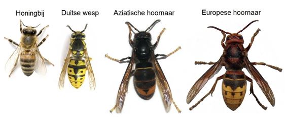 Bree - Help mee exotische insecten te stoppen
