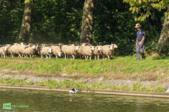 Herderstocht dreigde even in het water te vallen - Pelt