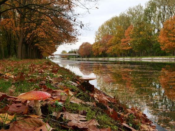 Herfst aan het kanaal - Pelt