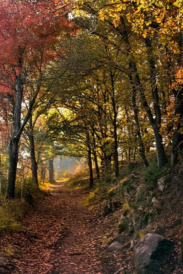 Herfst in de Wulp - Pelt