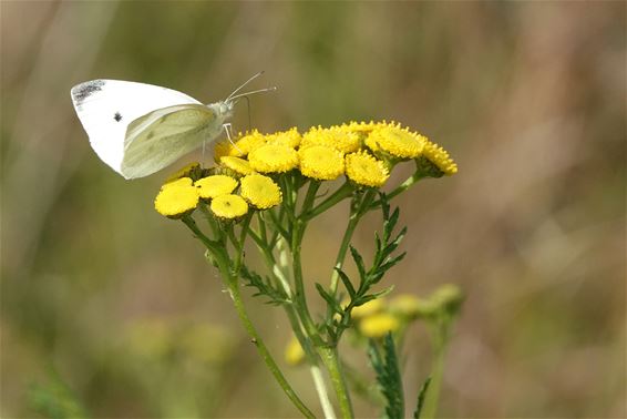 Herfst, of toch nog een beetje lente? - Pelt