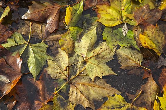 'Herfst verkleurt weer langzaam alle bomen' - Overpelt