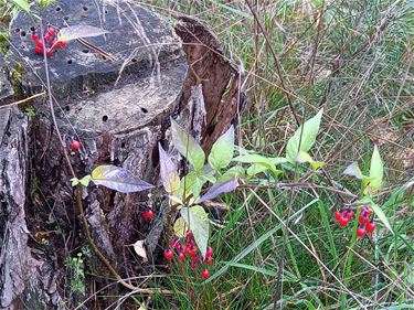 Herfstwandeling in Kattenbos - Lommel