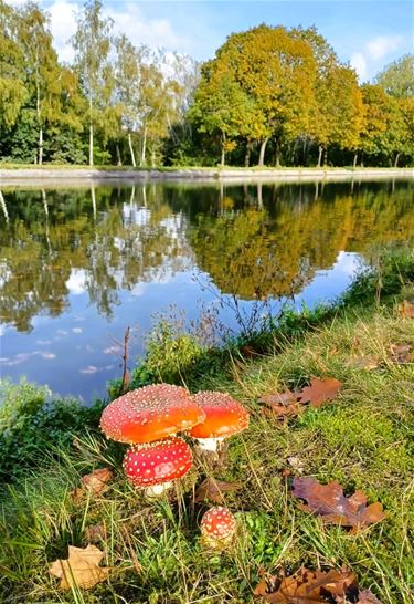 Herfstkleuren langs het kanaal - Pelt