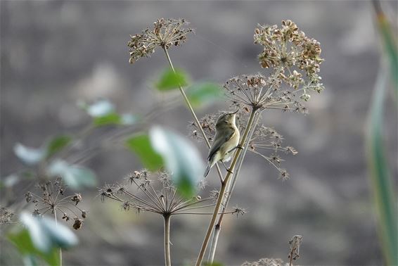 Herfsttafereel in het Hageven - Pelt