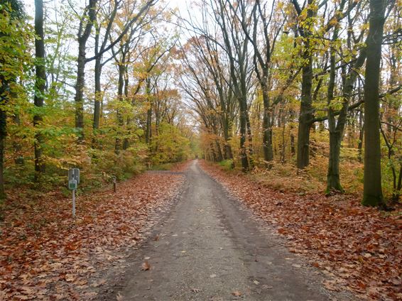 Herfstwandelen in Oudsbergen - Oudsbergen