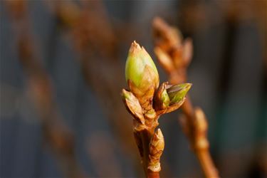 Herfst of lente? - Beringen & Leopoldsburg