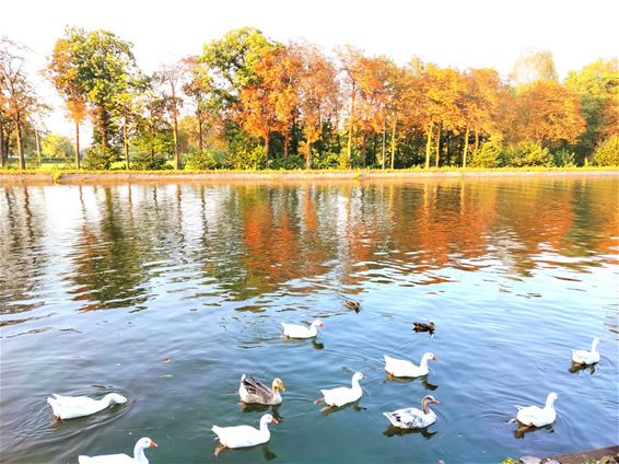 Het begin van de herfst - Pelt