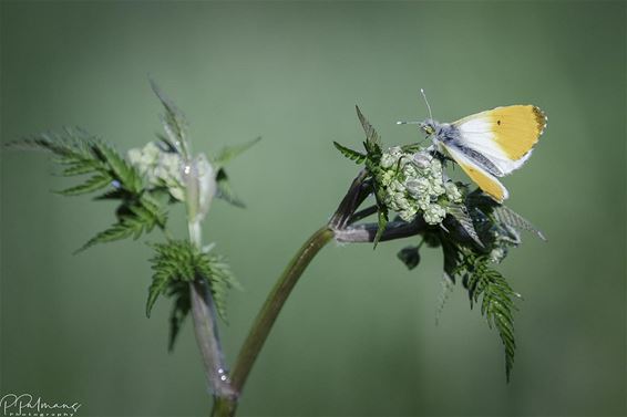 Het eerste oranjetipje - Pelt