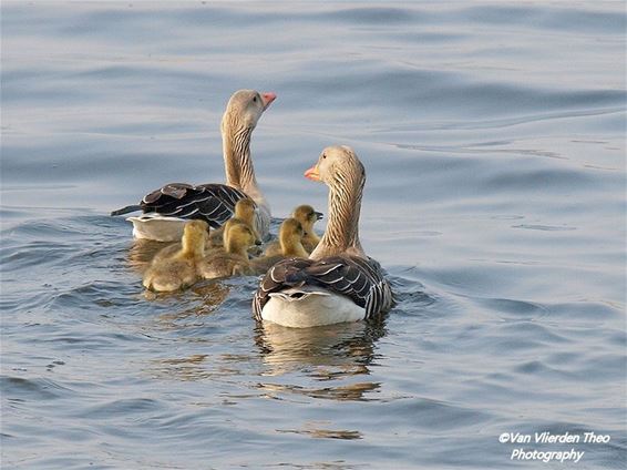 Het gezin Grauwe Gans - Hamont-Achel