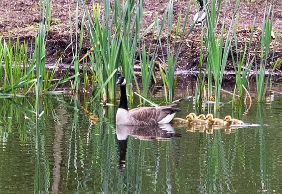 Het gezinnetje Canadese gans - Lommel