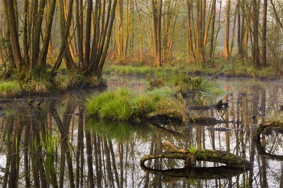 Het Grootbroek krijgt meer ruimte voor water - Bree