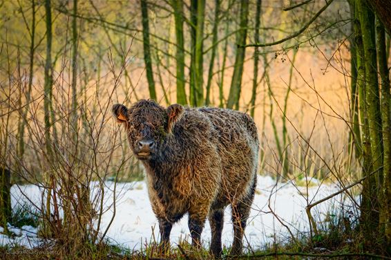 Pelt - Het Hageven: elke maand anders (jan '25)